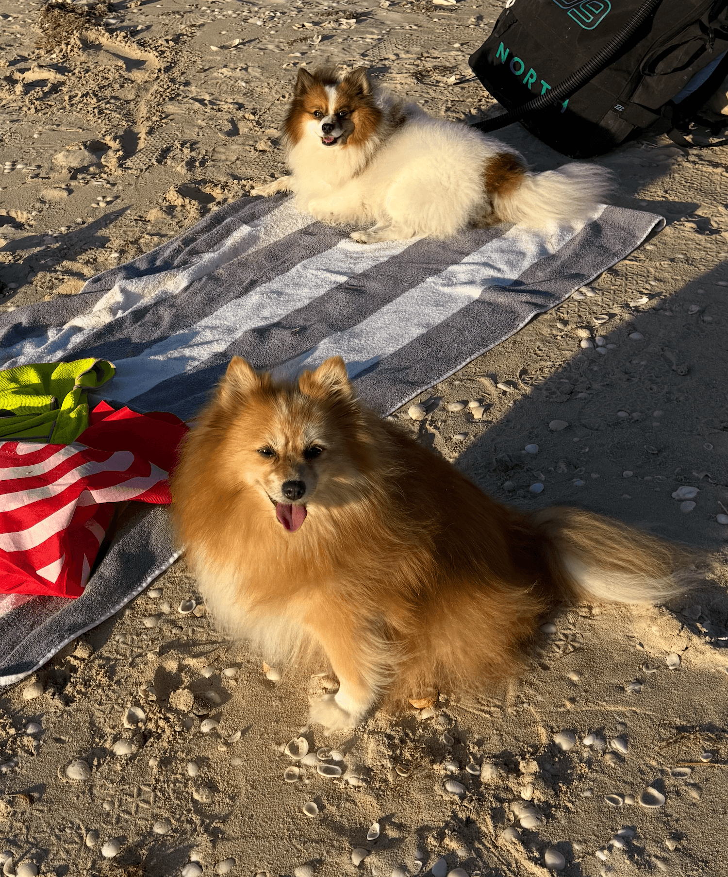 Two small dogs relaxing on the beach in warm afternoon light