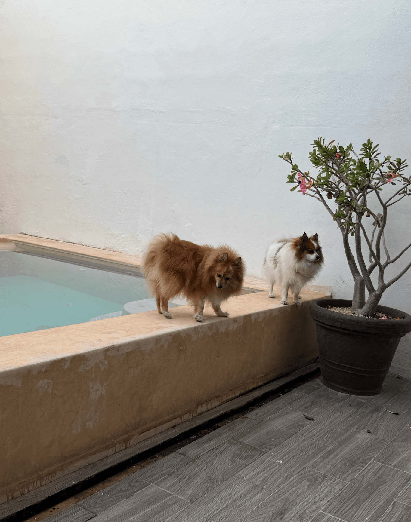 Two small dogs standing by a quiet courtyard pool