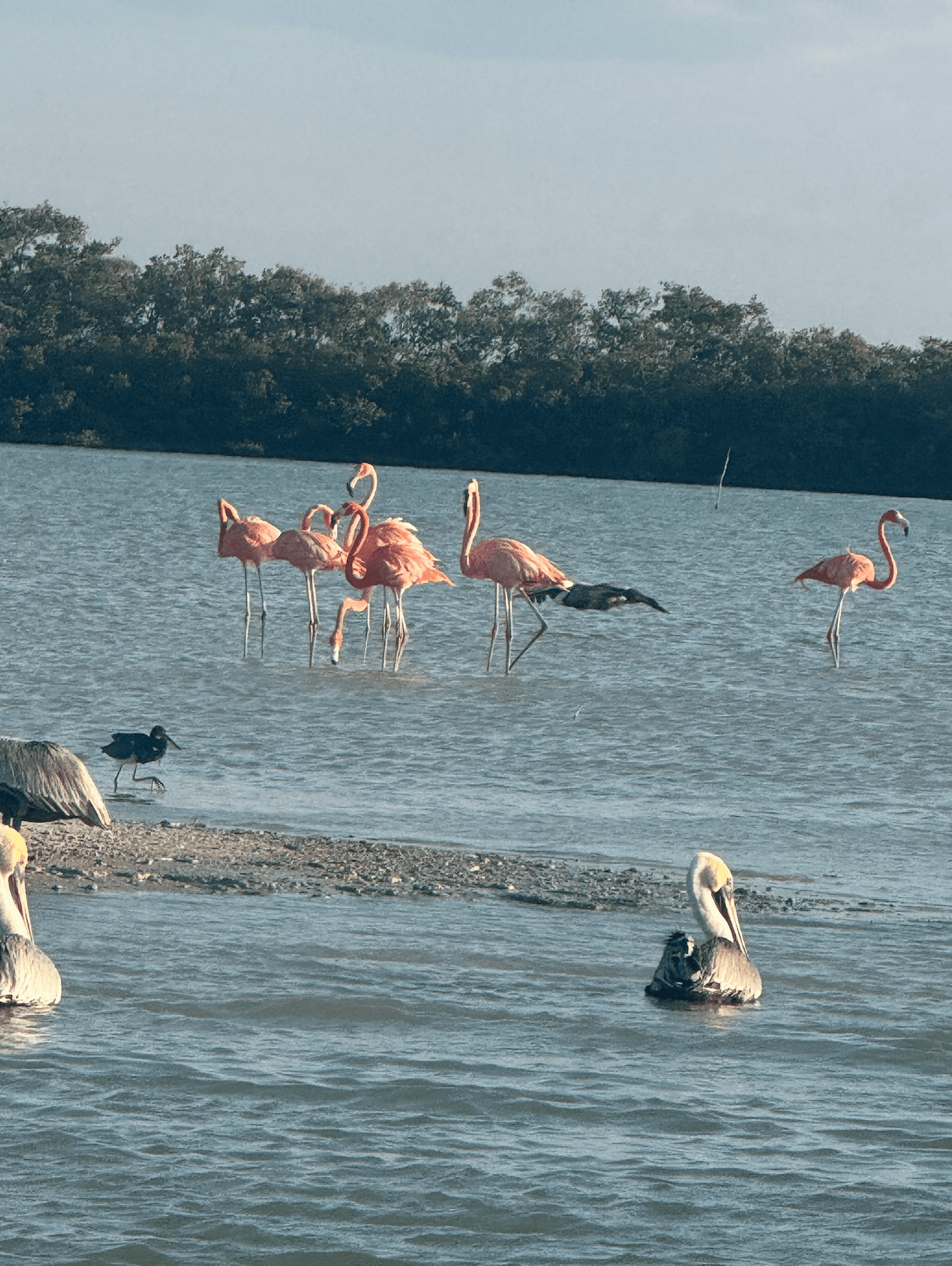 Flamingos standing in shallow water on the Yucatan coast