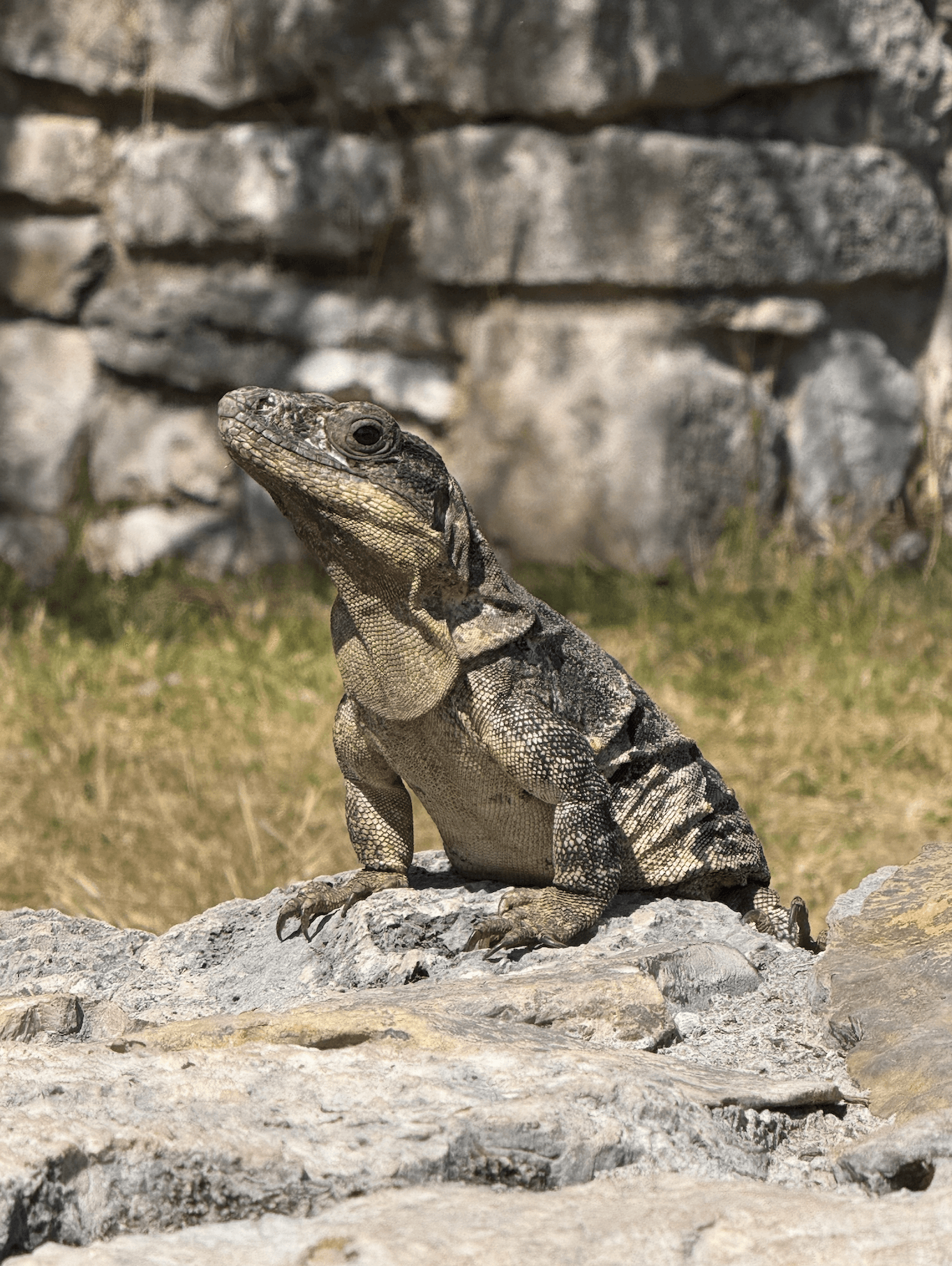 An iguana basking in the Yucatan sun